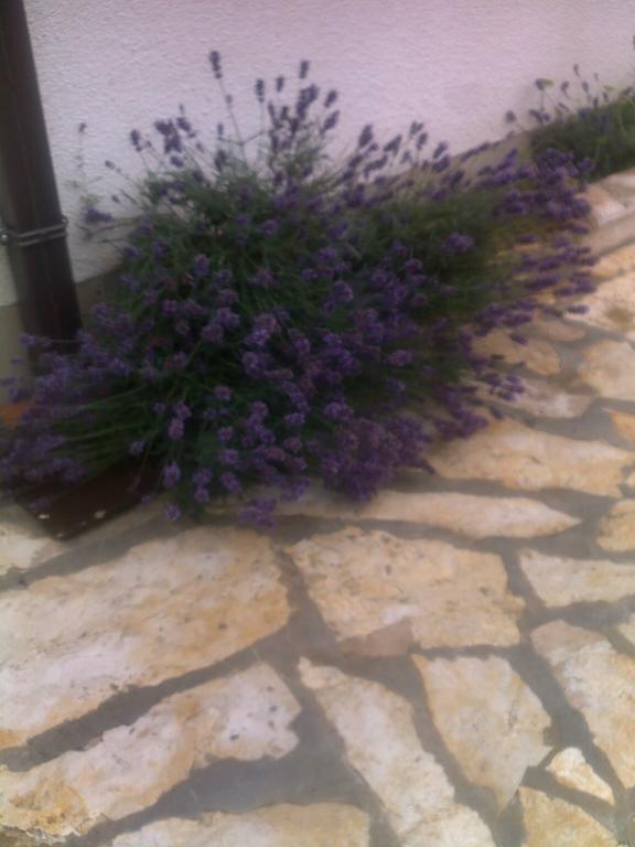 Apartment Tuja Jadrtovac 客房 照片
